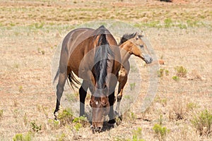 A bay mare grazing in a desert field with her foal behind and to the side