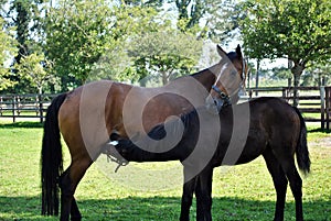 Bay mare and her foal