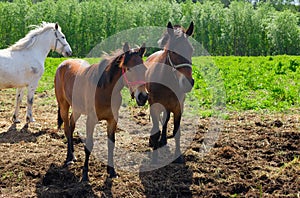 The bay mare and its foal are standing in the pasture