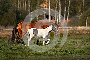 a bay mare with a piebald foal runs across the field