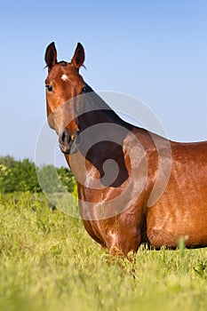 Bay mare portrait