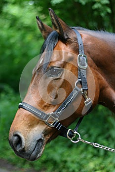 Bay mare portrait photo