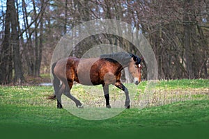 Bay mare trotting galloping on the green fiel