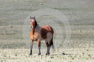 Bay mare wild horse in early morning golden hour sunlight in the mountains of the western USA