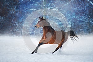 Bay mare in winter landscape