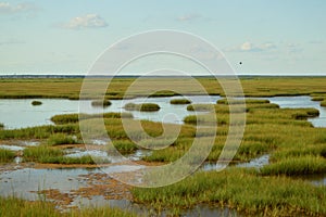 Bay marshlands