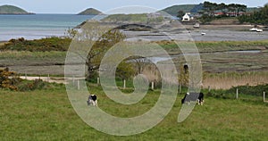 The Bay of Paimpol, Cotes d Armor department, Brittany in France