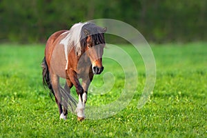 Bay piebald horse