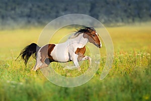 Bay pinto horse