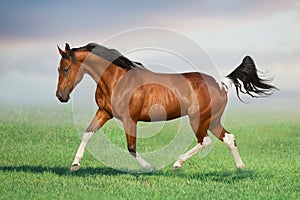 Bay pinto horse gallop