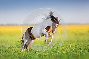 Piebald horse run