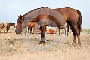 Bay plump horse with tied front legs