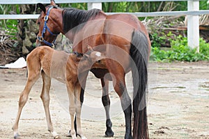 Bay Mare Feeding Foal