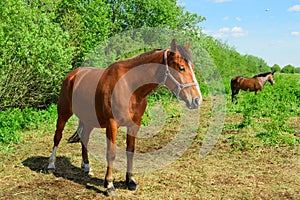 The bay pregnant mare of the breed of trotter is standing in outdoors