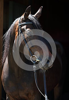 Bay purebred horse portrait in dark backdround
