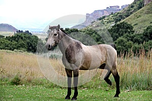 Bay roan horse near Golden Gate in South Africa.