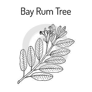 Bay rum Pimenta racemosa , medicinal plant