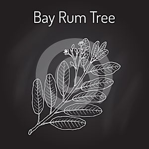 Bay rum Pimenta racemosa , medicinal plant