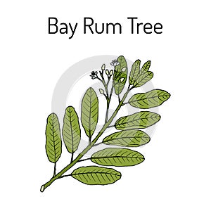 Bay rum Pimenta racemosa , medicinal plant