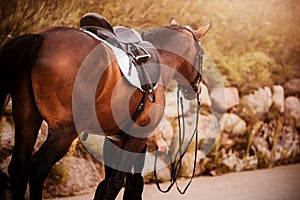 A bay saddled horse walks along the road with a rider who holds it by the bridle rein on an autumn day. Equestrian sports