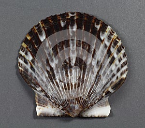 Bay Scallop