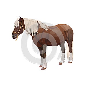 Shire draft horse