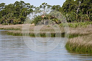 Bay shoreline with grasses and trees