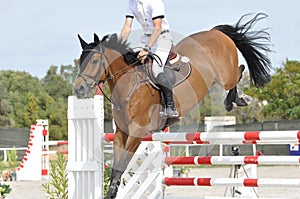 Bay show jumper photo