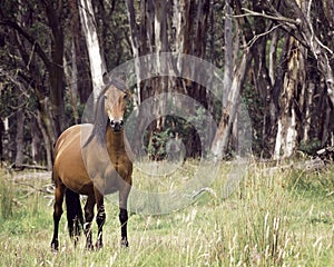 Bay/Sorrel Australian Brumby Lead Mare