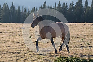 Bay Sorrel wild horse mustang stallion running in the Pryor Mountains Wild Horse Range on the border of Wyoming and Montana United