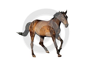 Bay sport horse galloping isolated on white