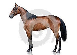 The bay sport horse stand isolated on white background.