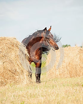 Bay sportive horse nearly with haystack