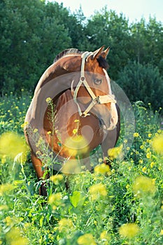 Bay sportive horse posingin bloosom pasture.