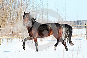 Bay stallion