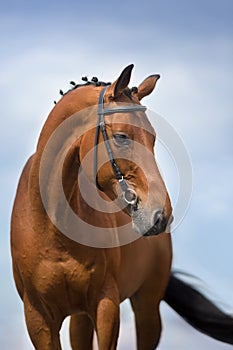 Beautiful stallion in bridle photo