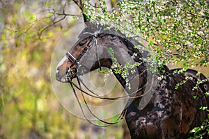 Bay stallion in bridle in spring park