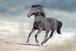 Bay stallion free run