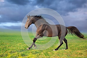 Bay stallion free run on green grass