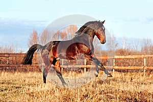 Bay stallion galloping