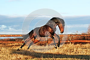 Bay stallion galloping