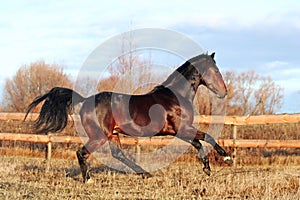 Bay stallion galloping