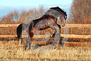 Bay stallion galloping