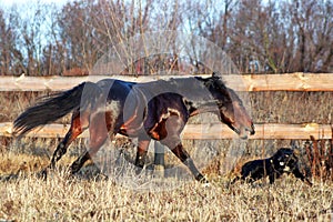 Bay stallion galloping