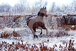 Bay stallion galloping