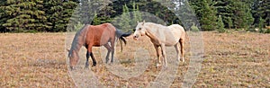 Bay Stallion grazing and Palomino Stallion wild horses in the Pryor Mountains Wild Horse Range in Montana USA