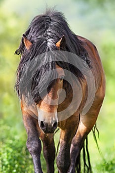 Bay stallion with long mane