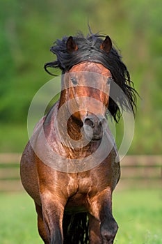Bay stallion with long mane