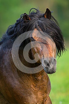 Bay stallion with long mane