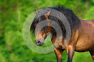 Bay stallion with long mane